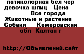 патиколорная бел/чер девочка шпиц › Цена ­ 15 000 - Все города Животные и растения » Собаки   . Кемеровская обл.,Калтан г.